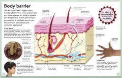 My Amazing Body Machine