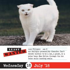 Calendar de birou 2018 - Bad Cat