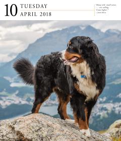 Calendar de birou 2018 - Dog 