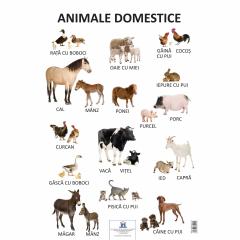 Plansa Animale Domestice 