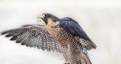 Raptors - Portraits of Birds of Prey