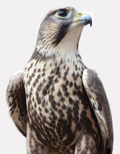 Raptors - Portraits of Birds of Prey