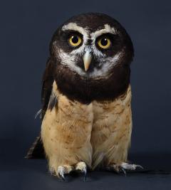 Raptors - Portraits of Birds of Prey