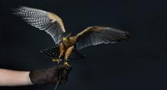 Raptors - Portraits of Birds of Prey