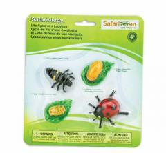 Ciclul vietii - Buburuza