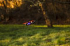 Jucarie cu radiocomanda - X4 Quadcopter Angry Bug 2.0