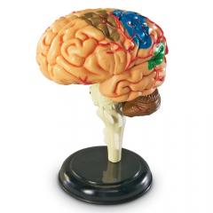 Macheta - Creierul uman