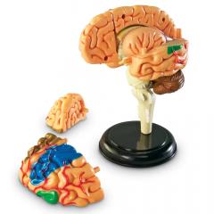Macheta - Creierul uman