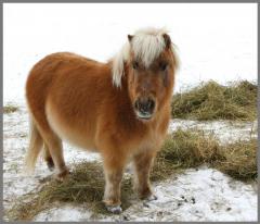 Proiector tip lanterna - Caluti