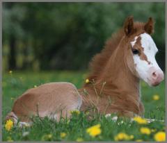 Proiector tip lanterna - Caluti