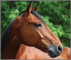 Proiector tip lanterna - Caluti