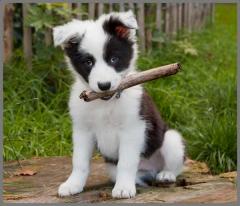 Proiector tip lanterna - Catelusi