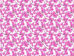 Carti postale - Cherry Blossom