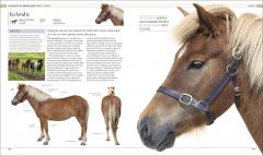 The Horse Encyclopedia