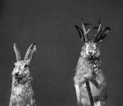 Hasselblad Masters Volume 4: Evolve