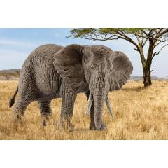 Figurina - Femela Elefant African