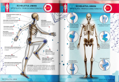 Anatomie - Corpul Uman