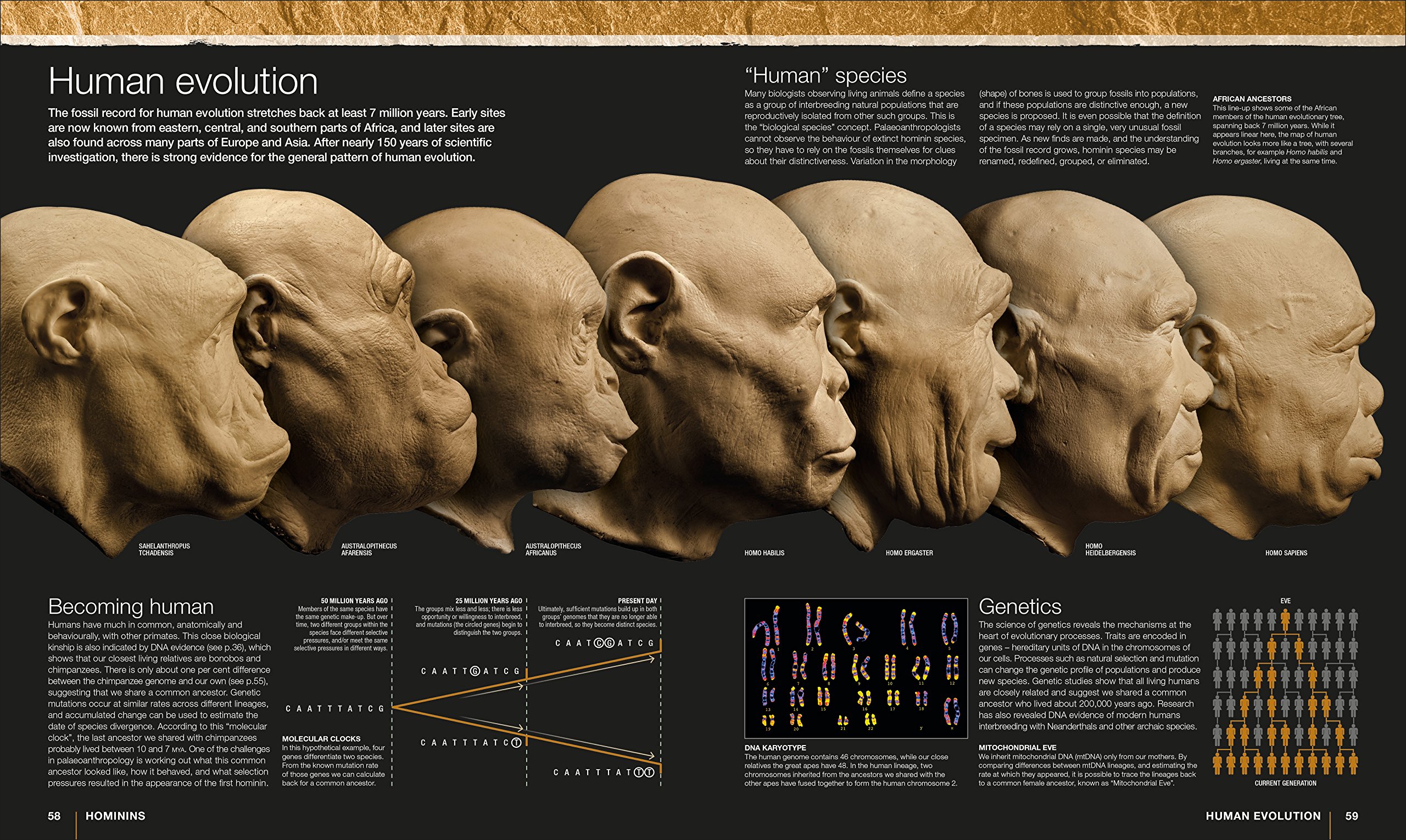 Evolution: The Human Story - Alice Roberts