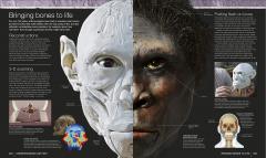 Evolution: The Human Story