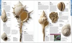 Dinosaurs and Prehistoric Life