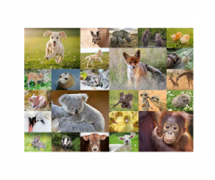 Puzzle clasic - Pui de animale - 200 piese