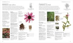 Encyclopedia of Herbal Medicine