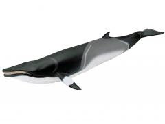 Figurina - Balena Minke