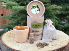 Trusa plantare Platan