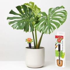 Picurator cu alarma - Wicked Waterer Plant Alarm
