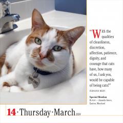 Calendar - 365 Cats - 2024