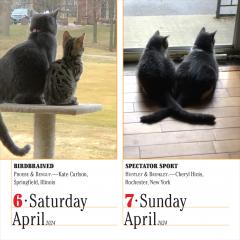 Calendar - 365 Cats - 2024