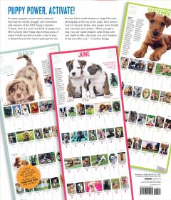 365 Puppies-A-Year Picture-A-Day Wall Calendar 2024