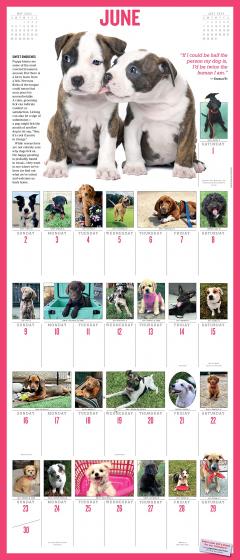 365 Puppies-A-Year Picture-A-Day Wall Calendar 2024