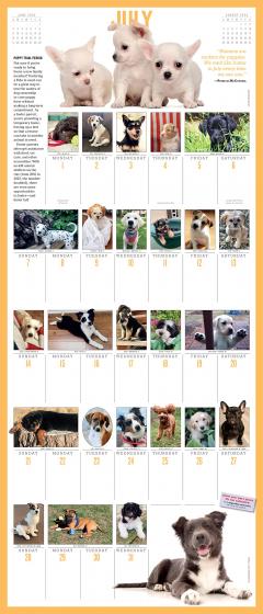 365 Puppies-A-Year Picture-A-Day Wall Calendar 2024