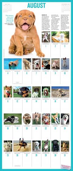 365 Puppies-A-Year Picture-A-Day Wall Calendar 2024