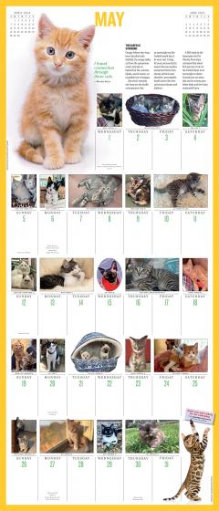Calendar - 365 Kittens - 2024