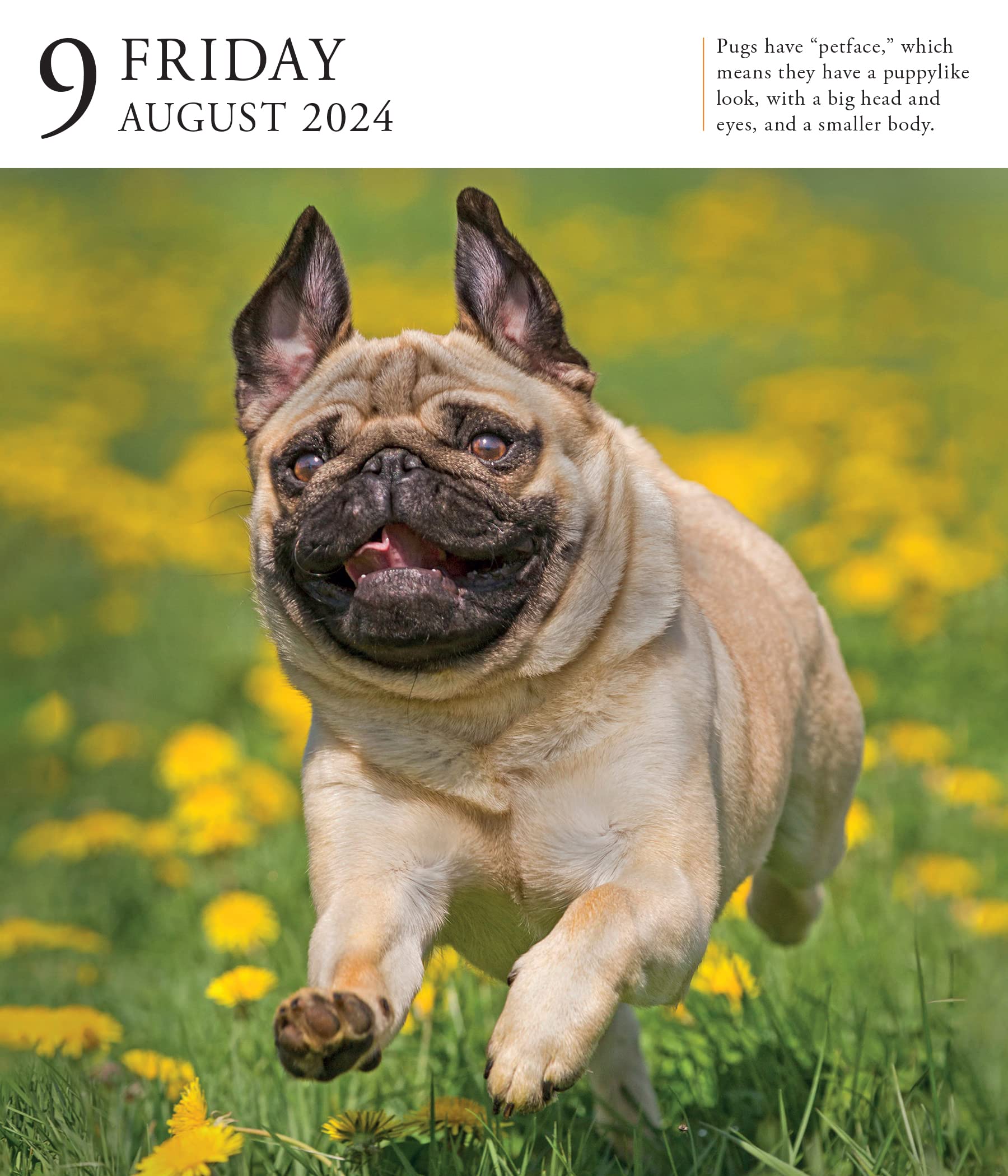 Dog PageADay Gallery Calendar 2024