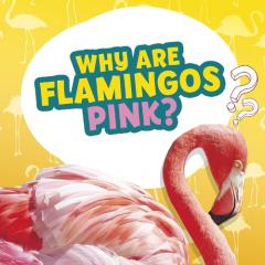 WHY ARE FLAMINGOS PINK