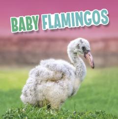 BABY FLAMINGOS