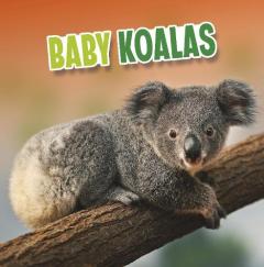 BABY KOALAS