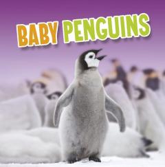 BABY PENGUINS