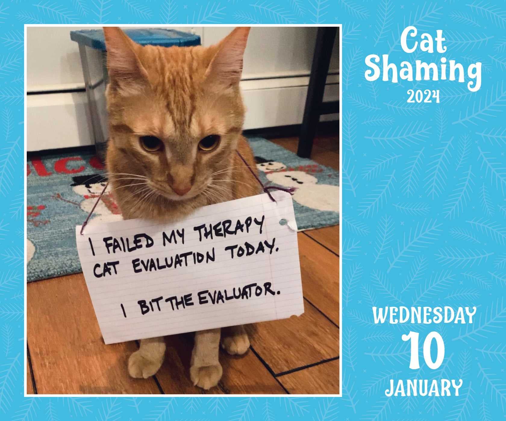 Calendar 2024 Cat Shaming Andrews McMeel Publishing