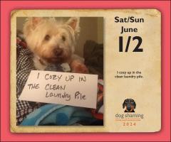 Calendar 2024 - Dog Shaming