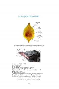 Baby Bird Identification