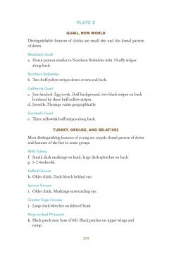 Baby Bird Identification