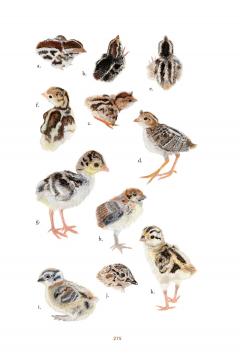 Baby Bird Identification