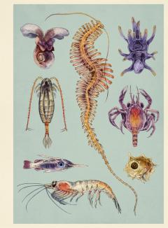 Oceanarium Poster Book