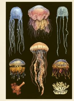 Oceanarium Poster Book