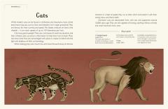 Animalium 