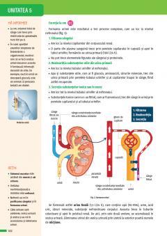 Biologie. Manual clasa a VI-a